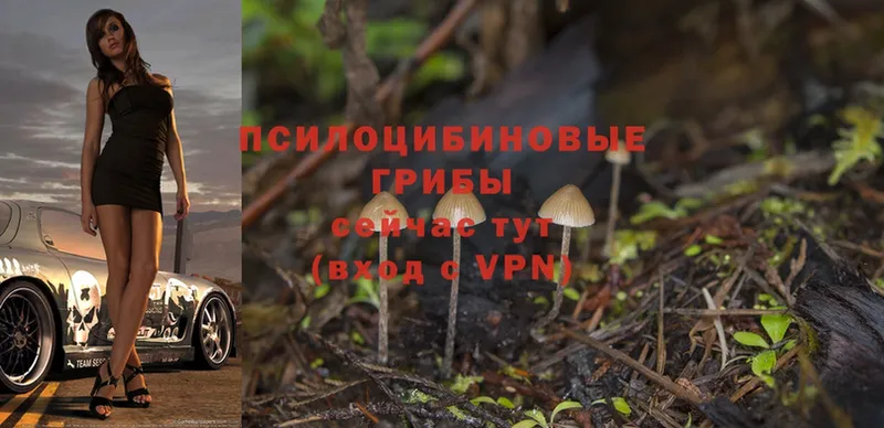 цены   Абаза  Псилоцибиновые грибы Magic Shrooms 